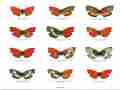 Morpho helenor limpida female (5.5inch aberration) Internet Image property of respective owner, non-commercial use only
